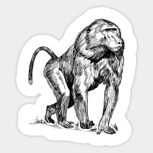 Baboon Sticker